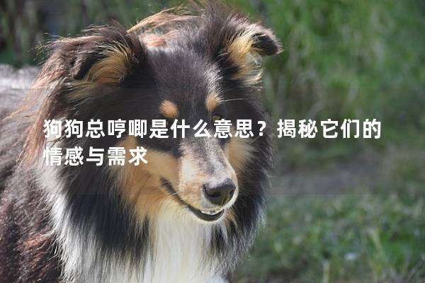 狗狗總哼唧是什么意思？揭秘它們的情感與需求