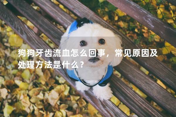 狗狗牙齒流血怎么回事，常見原因及處理方法是什么？