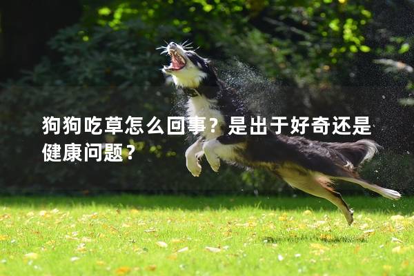 狗狗吃草怎么回事？是出于好奇還是健康問題？