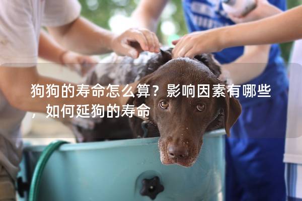 狗狗的壽命怎么算？影響因素有哪些，如何延狗的壽命