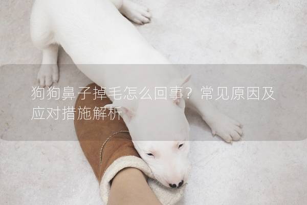 狗狗鼻子掉毛怎么回事？常見原因及應對措施解析