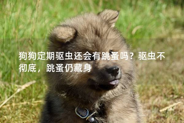 狗狗定期驅蟲還會有跳蚤嗎?驅蟲不徹底,跳蚤仍藏身 狗狗定期驅蟲還會有跳蚤嗎?驅蟲不徹底,跳蚤仍藏身