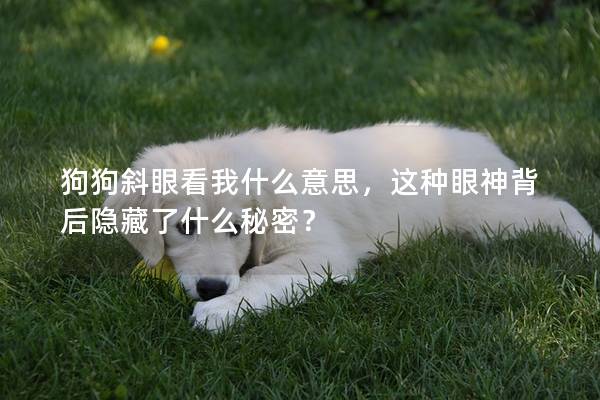 狗狗斜眼看我什么意思，這種眼神背后隱藏了什么秘密？