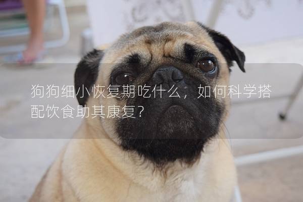 狗狗細小恢復期吃什么，如何科學搭配飲食助其康復？