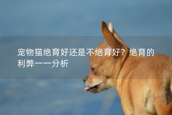 寵物貓絕育好還是不絕育好?絕育的利弊一一分析 寵物貓絕育好還是不絕育好?絕育的利弊一一分析