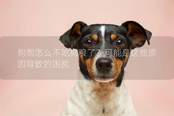 狗狗怎么不吃狗糧了？可能是這些原因?qū)е碌睦_