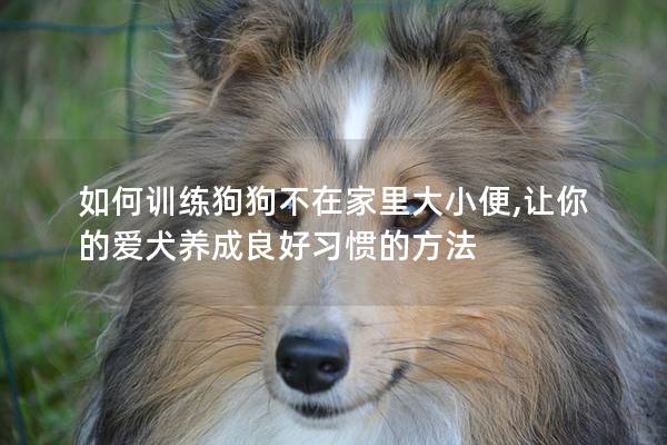 如何訓練狗狗不在家里大小便,讓你的愛犬養成良好習慣的方法