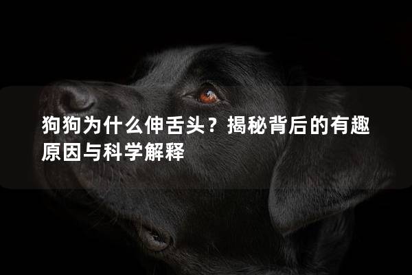 狗狗為什么伸舌頭？揭秘背后的有趣原因與科學解釋