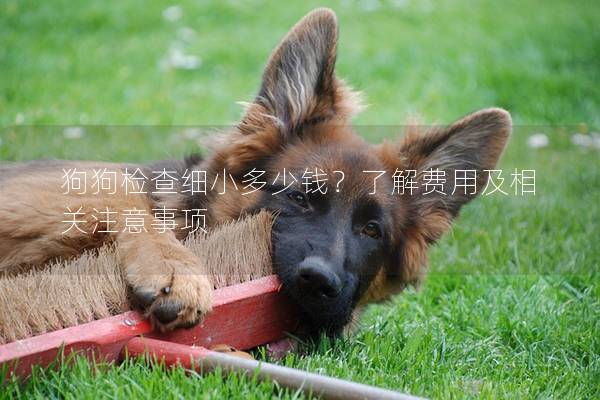 狗狗檢查細小多少錢？了解費用及相關注意事項