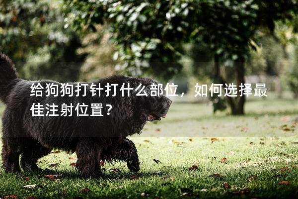 給狗狗打針打什么部位，如何選擇最佳注射位置？