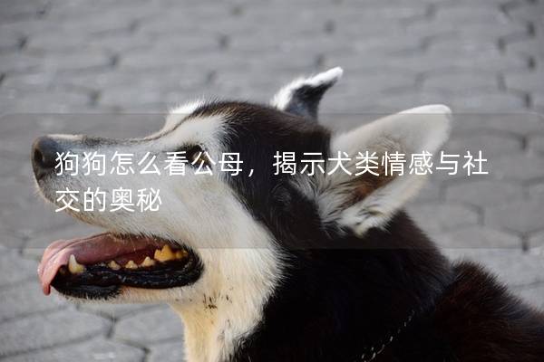 狗狗怎么看公母，揭示犬類情感與社交的奧秘