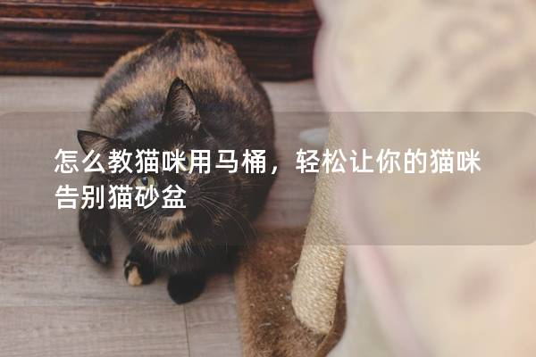 怎么教貓咪用馬桶，輕松讓你的貓咪告別貓砂盆