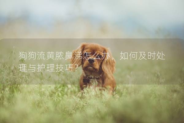 狗狗流黃膿鼻涕怎么辦，如何及時處理與護理技巧？