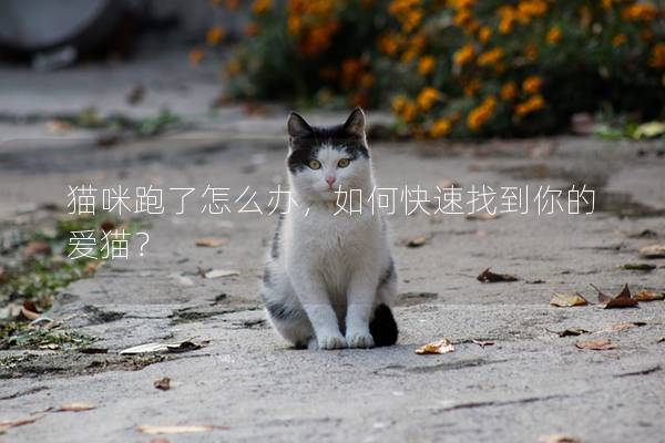貓咪跑了怎么辦，如何快速找到你的愛貓？