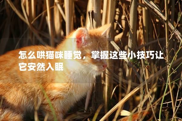 怎么哄貓咪睡覺，掌握這些小技巧讓它安然入眠
