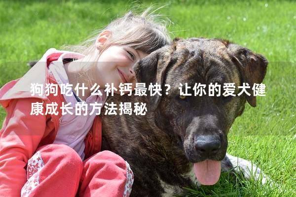 狗狗吃什么補鈣最快？讓你的愛犬健康成長的方法揭秘