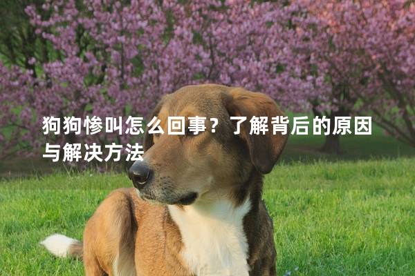 狗狗慘叫怎么回事？了解背后的原因與解決方法