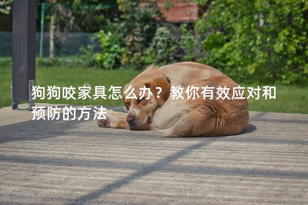狗狗咬家具怎么辦？教你有效應(yīng)對(duì)和預(yù)防的方法