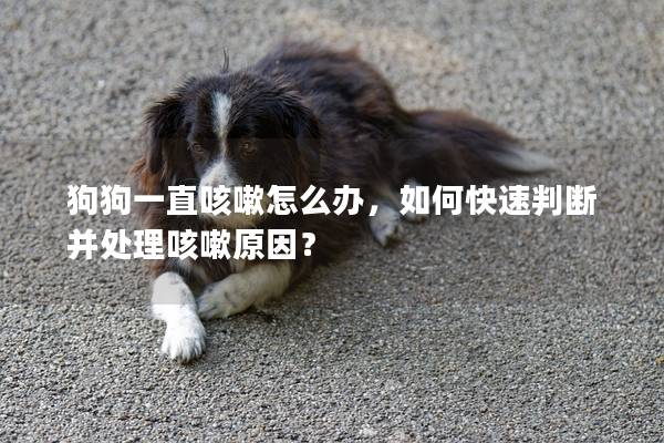 狗狗一直咳嗽怎么辦，如何快速判斷并處理咳嗽原因？