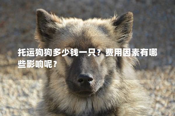 托運狗狗多少錢一只？費用因素有哪些影響呢？