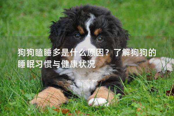 狗狗瞌睡多是什么原因？了解狗狗的睡眠習慣與健康狀況