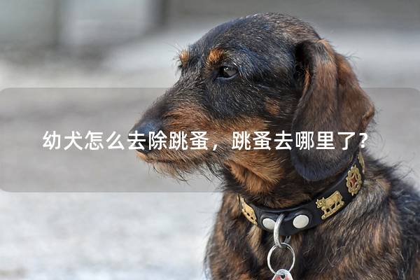 幼犬怎么去除跳蚤,跳蚤去哪里了? 幼犬怎么去除跳蚤,跳蚤去哪里了?