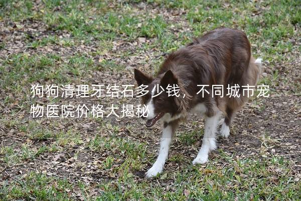 狗狗清理牙結石多少錢，不同城市寵物醫院價格大揭秘