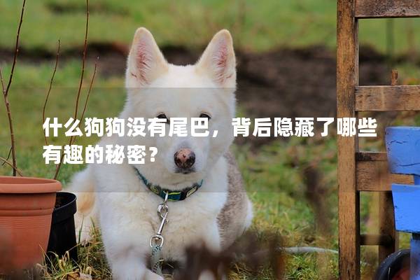 什么狗狗沒有尾巴，背后隱藏了哪些有趣的秘密？