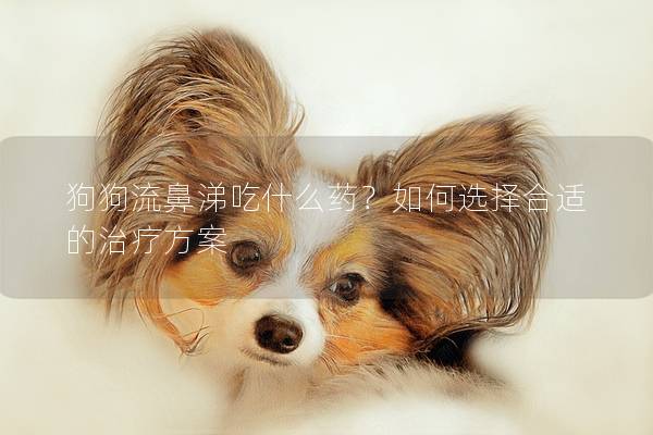 狗狗流鼻涕吃什么藥？如何選擇合適的治療方案