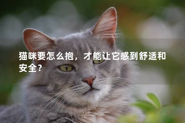 貓咪要怎么抱,才能讓它感到舒適和安全?