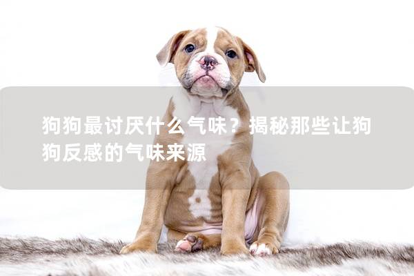 狗狗最討厭什么氣味？揭秘那些讓狗狗反感的氣味來源