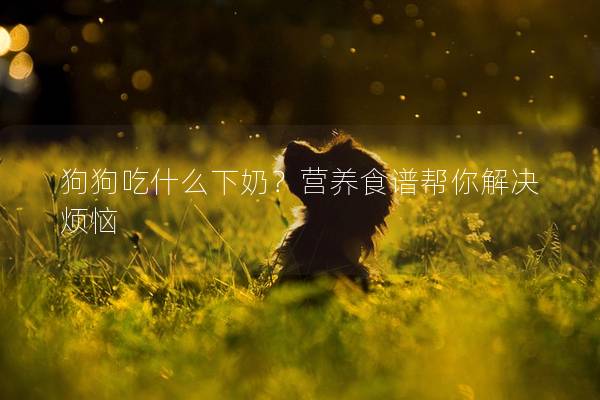 狗狗吃什么下奶？營養食譜幫你解決煩惱