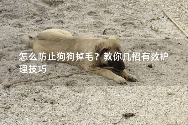 怎么防止狗狗掉毛？教你幾招有效護(hù)理技巧