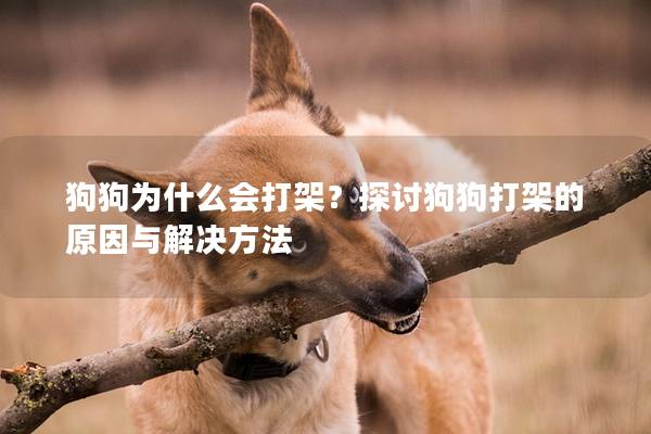 狗狗為什么會打架？探討狗狗打架的原因與解決方法
