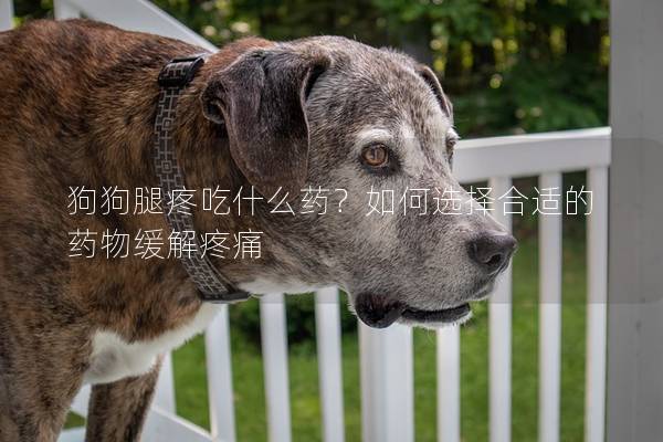 狗狗腿疼吃什么藥？如何選擇合適的藥物緩解疼痛