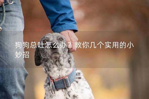 狗狗總吐怎么辦？教你幾個實用的小妙招