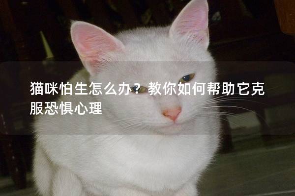 貓咪怕生怎么辦?教你如何幫助它克服恐懼心理 貓咪怕生怎么辦?教你如何幫助它克服恐懼心理