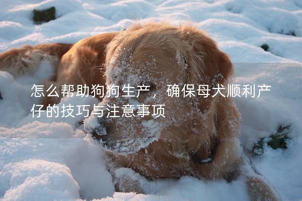 怎么幫助狗狗生產，確保母犬順利產仔的技巧與注意事項