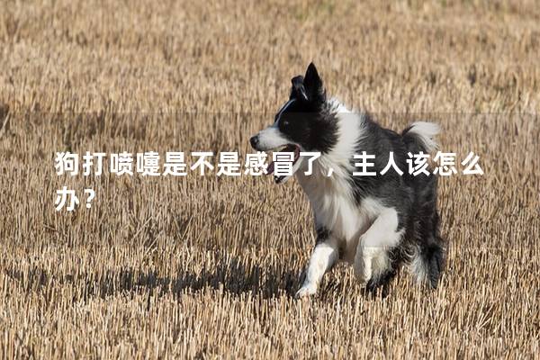 狗打噴嚏是不是感冒了，主人該怎么辦？