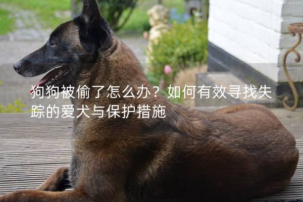 狗狗被偷了怎么辦？如何有效尋找失蹤的愛犬與保護措施