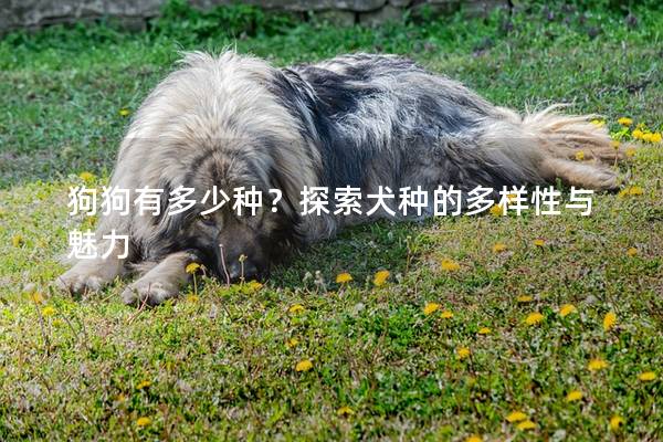 狗狗有多少種？探索犬種的多樣性與魅力