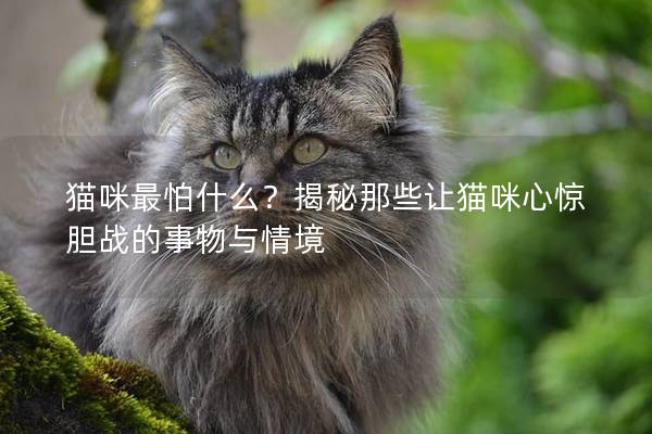 貓咪最怕什么？揭秘那些讓貓咪心驚膽戰的事物與情境