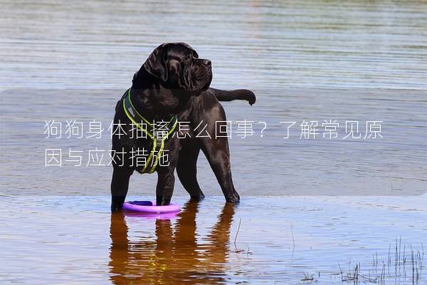 狗狗身體抽搐怎么回事？了解常見(jiàn)原因與應(yīng)對(duì)措施