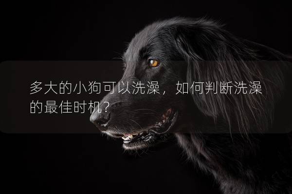 多大的小狗可以洗澡,如何判斷洗澡的最佳時機? 多大的小狗可以洗澡,如何判斷洗澡的最佳時機?
