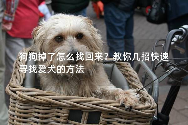 狗狗掉了怎么找回來？教你幾招快速尋找愛犬的方法