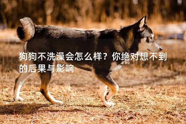 狗狗不洗澡會(huì)怎么樣？你絕對(duì)想不到的后果與影響