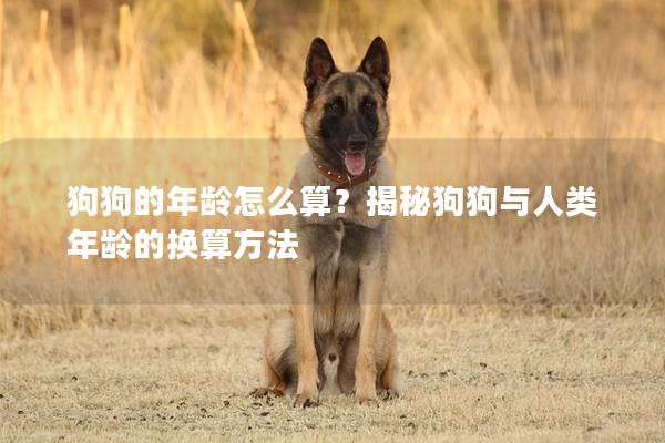 狗狗的年齡怎么算？揭秘狗狗與人類年齡的換算方法