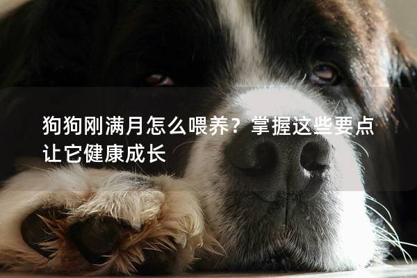 狗狗剛滿月怎么喂養?掌握這些要點讓它健康成長 狗狗剛滿月怎么喂養?掌握這些要點讓它健康成長