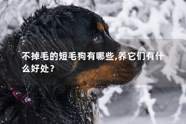 不掉毛的短毛狗有哪些,養(yǎng)它們有什么好處？
