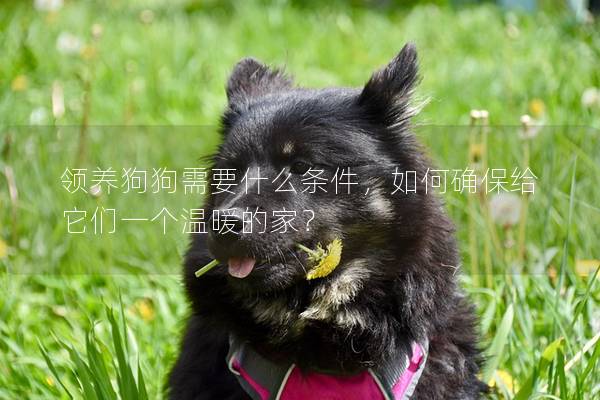領養狗狗需要什么條件，如何確保給它們一個溫暖的家？